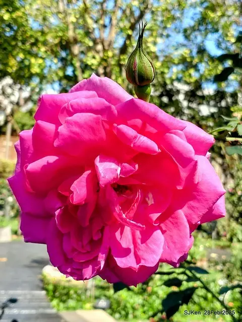 2025花博園區新生公園台北玫瑰園花展(2025 Annual Taipei Rose Garden festival), Mar 14 ~ Apr.13, 2025, Taipei, Taiwan, SJKen.