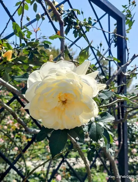 2025花博園區新生公園台北玫瑰園花展(2025 Annual Taipei Rose Garden festival), Mar 14 ~ Apr.13, 2025, Taipei, Taiwan, SJKen.