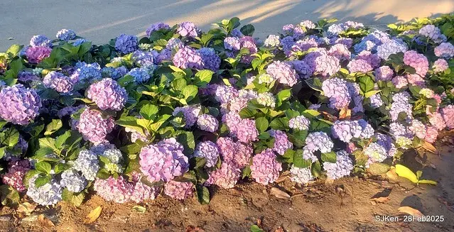 2025台北杜鵑花季「心花開、森不息」主題系列(三) 繡球花篇((Hydrangeas exhibition at Da-An forest park), Taipei,Taiwan, SJKen, Feb 28, 2025.