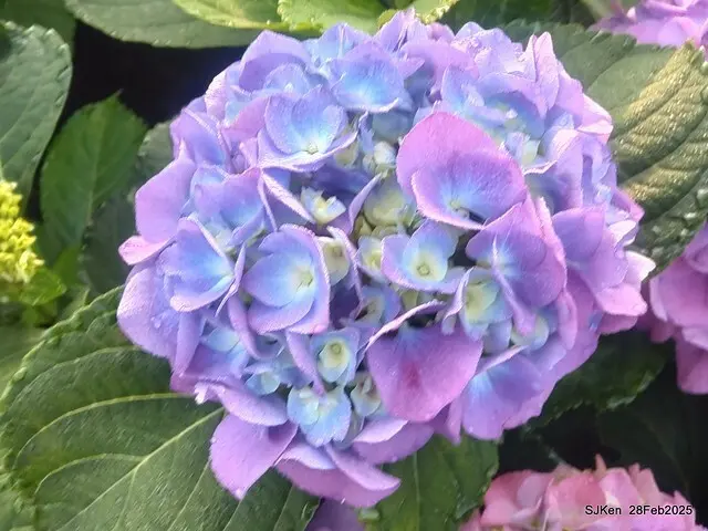 2025台北杜鵑花季「心花開、森不息」主題系列(三) 繡球花篇((Hydrangeas exhibition at Da-An forest park), Taipei,Taiwan, SJKen, Feb 28, 2025.