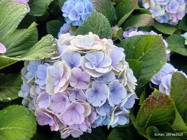 2025台北杜鵑花季「心花開、森不息」主題系列(三) 繡球花篇((Hydrangeas exhibition at Da-An forest park), Taipei,Taiwan, SJKen, Feb 28, 2025.
