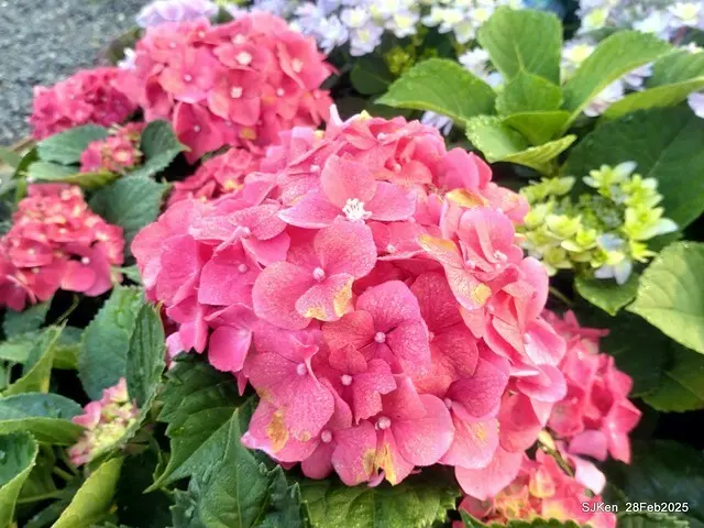 2025台北杜鵑花季「心花開、森不息」主題系列(三) 繡球花篇((Hydrangeas exhibition at Da-An forest park), Taipei,Taiwan, SJKen, Feb 28, 2025.