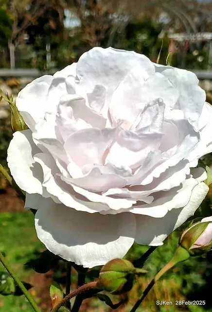 2025花博園區新生公園台北玫瑰園花展(2025 Annual Taipei Rose Garden festival), Mar 14 ~ Apr.13, 2025, Taipei, Taiwan, SJKen.