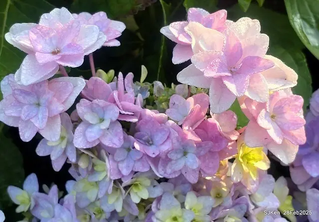 2025台北杜鵑花季「心花開、森不息」主題系列(三) 繡球花篇((Hydrangeas exhibition at Da-An forest park), Taipei,Taiwan, SJKen, Feb 28, 2025.