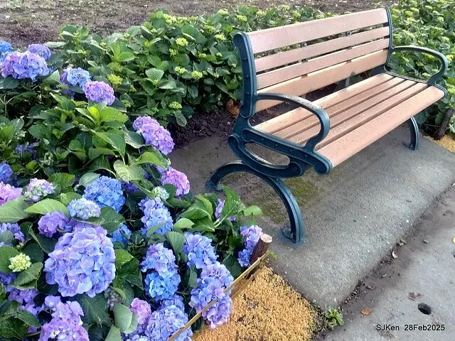 2025台北杜鵑花季「心花開、森不息」主題系列(三) 繡球花篇((Hydrangeas exhibition at Da-An forest park), Taipei,Taiwan, SJKen, Feb 28, 2025.