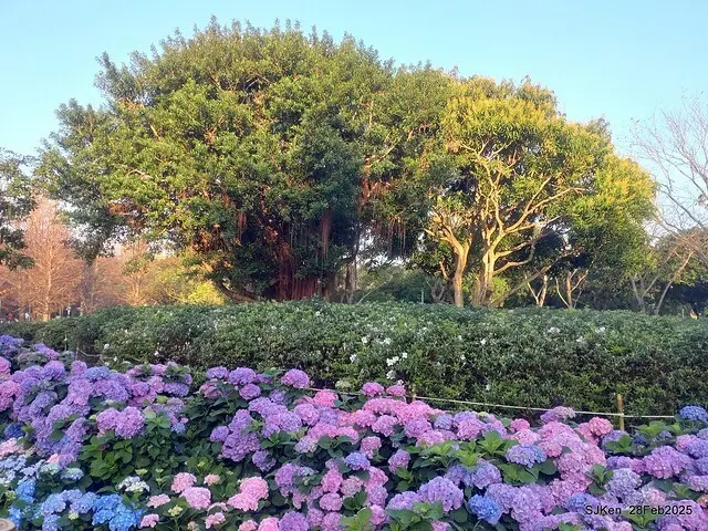2025台北杜鵑花季「心花開、森不息」主題系列(三) 繡球花篇((Hydrangeas exhibition at Da-An forest park), Taipei,Taiwan, SJKen, Feb 28, 2025.