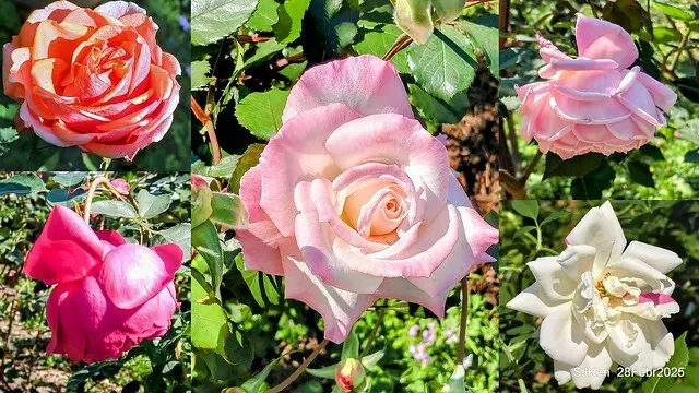 2025花博園區新生公園台北玫瑰園花展(2025 Annual Taipei Rose Garden festival), Mar 14 ~ Apr.13, 2025, Taipei, Taiwan, SJKen.