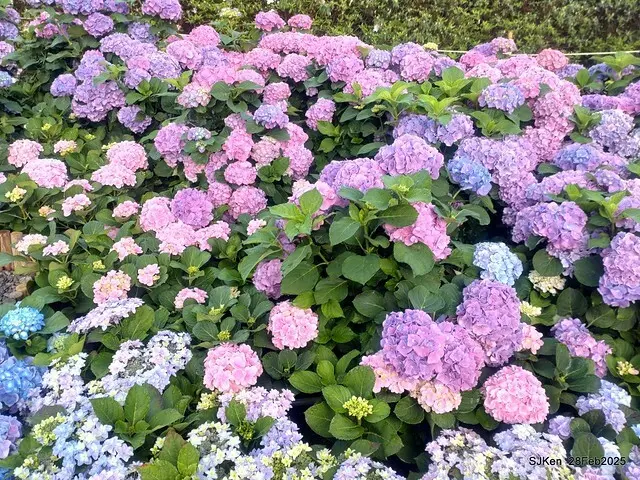 2025台北杜鵑花季「心花開、森不息」主題系列(三) 繡球花篇((Hydrangeas exhibition at Da-An forest park), Taipei,Taiwan, SJKen, Feb 28, 2025.