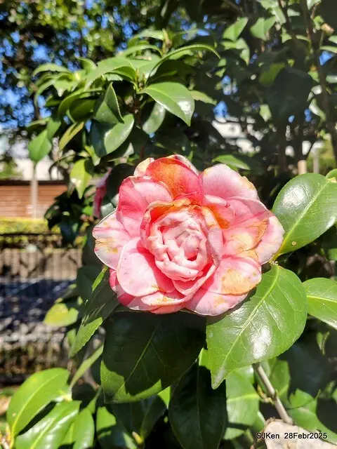 2025花博園區新生公園台北玫瑰園花展(2025 Annual Taipei Rose Garden festival), Mar 14 ~ Apr.13, 2025, Taipei, Taiwan, SJKen.