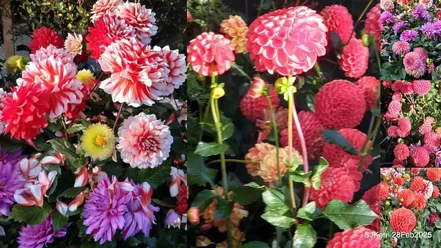 2025台北杜鵑花季系列(二) 大理花篇( Dahlia at Daan forest park), Taipei, Taiwan, SJKen , Feb 28, 2025.
