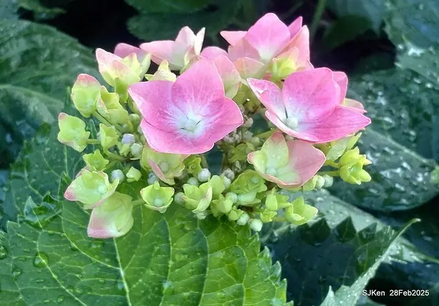 2025台北杜鵑花季「心花開、森不息」主題系列(三) 繡球花篇((Hydrangeas exhibition at Da-An forest park), Taipei,Taiwan, SJKen, Feb 28, 2025.