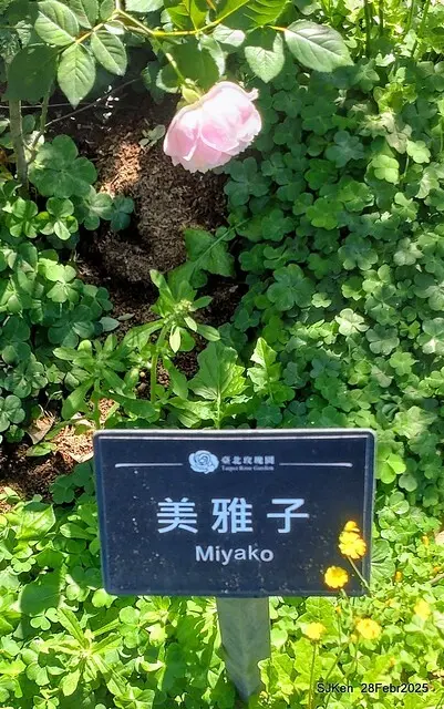 2025花博園區新生公園台北玫瑰園花展(2025 Annual Taipei Rose Garden festival), Mar 14 ~ Apr.13, 2025, Taipei, Taiwan, SJKen.