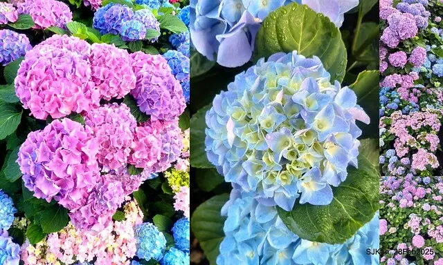 2025台北杜鵑花季「心花開、森不息」主題系列(三) 繡球花篇((Hydrangeas exhibition at Da-An forest park), Taipei,Taiwan, SJKen, Feb 28, 2025.