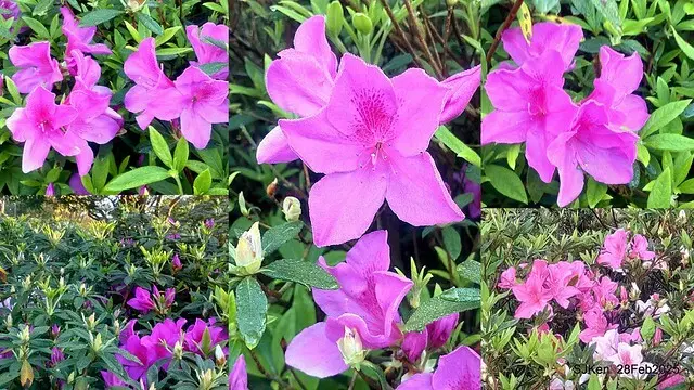 2025.02.28       2025 台北杜鵑花季--- 杜鵑花篇(2025 Tapei Azalea festival at Daan forest park), Taipei, Taiwan, Feb 28,2025, SJKen