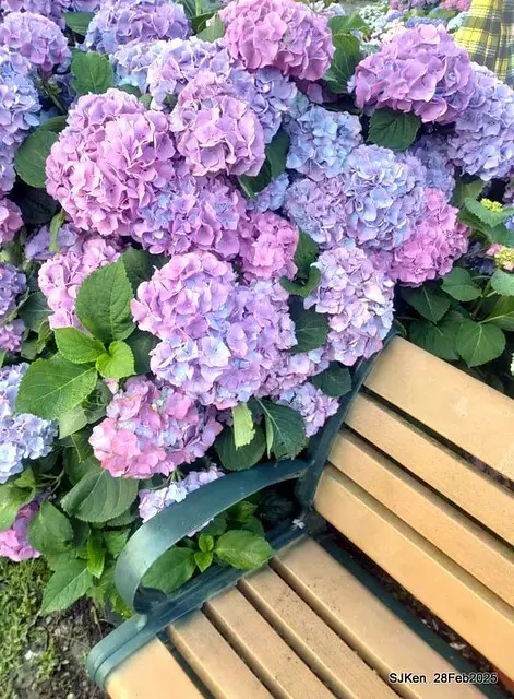 2025台北杜鵑花季「心花開、森不息」主題系列(三) 繡球花篇((Hydrangeas exhibition at Da-An forest park), Taipei,Taiwan, SJKen, Feb 28, 2025.
