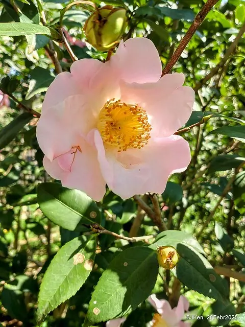 2025花博園區新生公園台北玫瑰園花展(2025 Annual Taipei Rose Garden festival), Mar 14 ~ Apr.13, 2025, Taipei, Taiwan, SJKen.