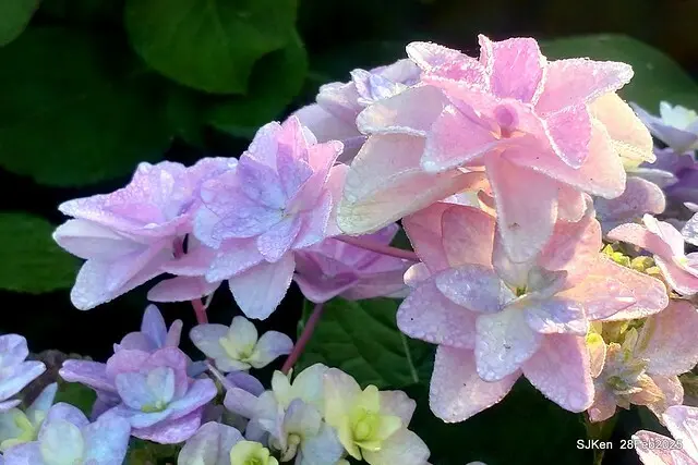 2025台北杜鵑花季「心花開、森不息」主題系列(三) 繡球花篇((Hydrangeas exhibition at Da-An forest park), Taipei,Taiwan, SJKen, Feb 28, 2025.
