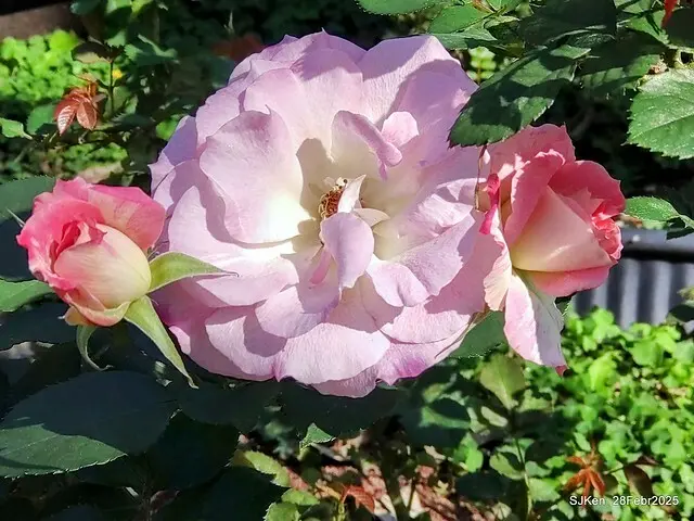 2025花博園區新生公園台北玫瑰園花展(2025 Annual Taipei Rose Garden festival), Mar 14 ~ Apr.13, 2025, Taipei, Taiwan, SJKen.