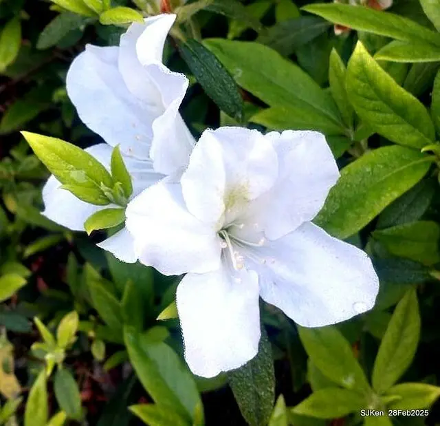 2025.02.28       2025 台北杜鵑花季--- 杜鵑花篇(2025 Tapei Azalea festival at Daan forest park), Taipei, Taiwan, Feb 28,2025, SJKen