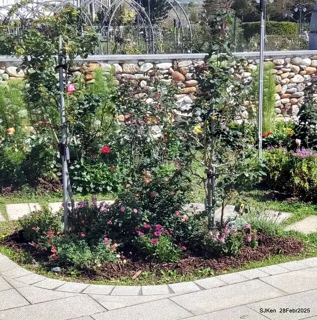 2025花博園區新生公園台北玫瑰園花展(2025 Annual Taipei Rose Garden festival), Mar 14 ~ Apr.13, 2025, Taipei, Taiwan, SJKen.