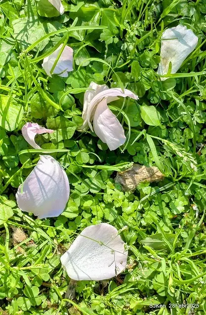 2025花博園區新生公園台北玫瑰園花展(2025 Annual Taipei Rose Garden festival), Mar 14 ~ Apr.13, 2025, Taipei, Taiwan, SJKen.