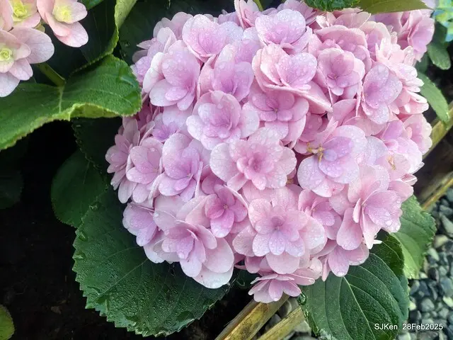 2025台北杜鵑花季「心花開、森不息」主題系列(三) 繡球花篇((Hydrangeas exhibition at Da-An forest park), Taipei,Taiwan, SJKen, Feb 28, 2025.