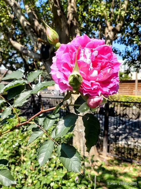 2025花博園區新生公園台北玫瑰園花展(2025 Annual Taipei Rose Garden festival), Mar 14 ~ Apr.13, 2025, Taipei, Taiwan, SJKen.