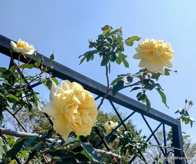 2025花博園區新生公園台北玫瑰園花展(2025 Annual Taipei Rose Garden festival), Mar 14 ~ Apr.13, 2025, Taipei, Taiwan, SJKen.