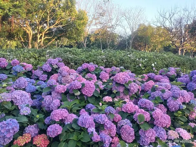 2025台北杜鵑花季「心花開、森不息」主題系列(三) 繡球花篇((Hydrangeas exhibition at Da-An forest park), Taipei,Taiwan, SJKen, Feb 28, 2025.