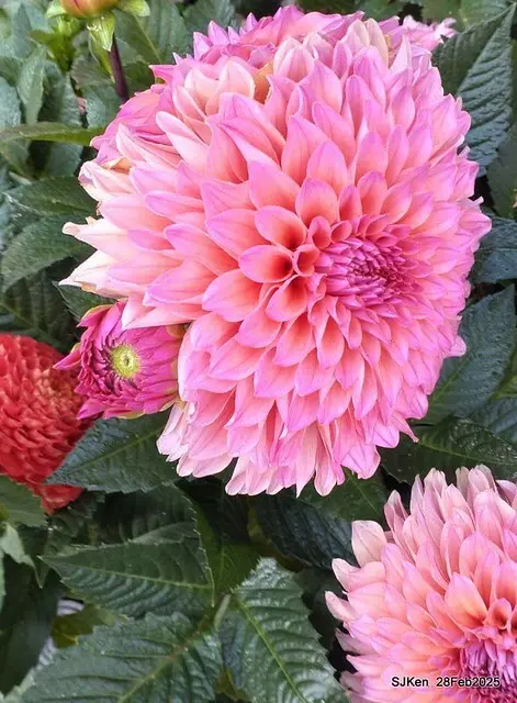 2025台北杜鵑花季系列(二) 大理花篇( Dahlia at Daan forest park), Taipei, Taiwan, SJKen , Feb 28, 2025.