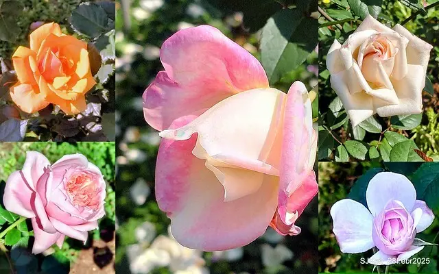 2025花博園區新生公園台北玫瑰園花展(2025 Annual Taipei Rose Garden festival), Mar 14 ~ Apr.13, 2025, Taipei, Taiwan, SJKen.