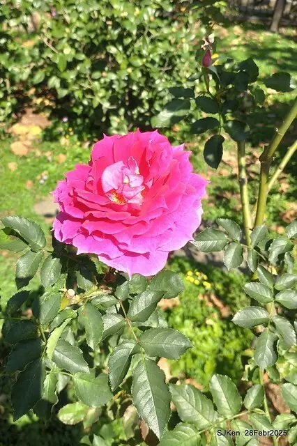 2025花博園區新生公園台北玫瑰園花展(2025 Annual Taipei Rose Garden festival), Mar 14 ~ Apr.13, 2025, Taipei, Taiwan, SJKen.