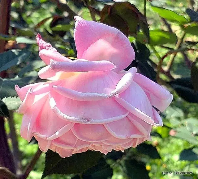 2025花博園區新生公園台北玫瑰園花展(2025 Annual Taipei Rose Garden festival), Mar 14 ~ Apr.13, 2025, Taipei, Taiwan, SJKen.