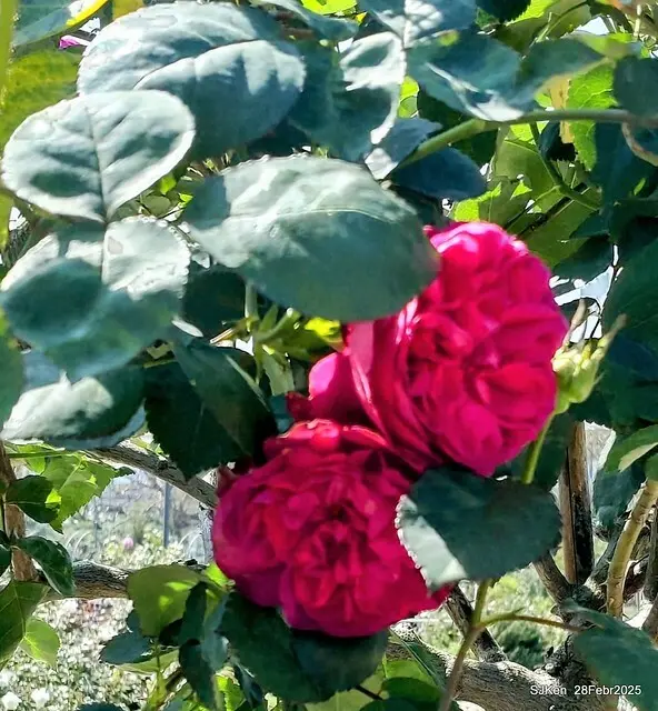 2025花博園區新生公園台北玫瑰園花展(2025 Annual Taipei Rose Garden festival), Mar 14 ~ Apr.13, 2025, Taipei, Taiwan, SJKen.