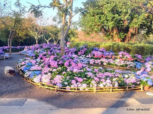 2025台北杜鵑花季「心花開、森不息」主題系列(三) 繡球花篇((Hydrangeas exhibition at Da-An forest park), Taipei,Taiwan, SJKen, Feb 28, 2025.