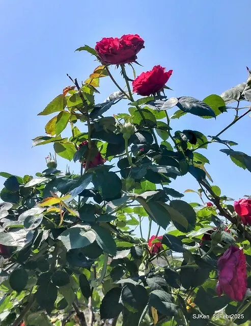 2025花博園區新生公園台北玫瑰園花展(2025 Annual Taipei Rose Garden festival), Mar 14 ~ Apr.13, 2025, Taipei, Taiwan, SJKen.