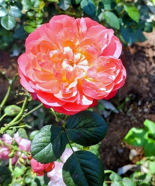 2025花博園區新生公園台北玫瑰園花展(2025 Annual Taipei Rose Garden festival), Mar 14 ~ Apr.13, 2025, Taipei, Taiwan, SJKen.