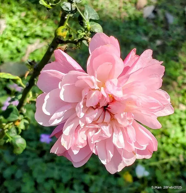 2025花博園區新生公園台北玫瑰園花展(2025 Annual Taipei Rose Garden festival), Mar 14 ~ Apr.13, 2025, Taipei, Taiwan, SJKen.