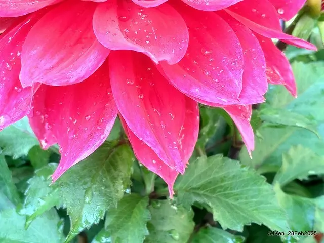 2025台北杜鵑花季系列(二) 大理花篇( Dahlia at Daan forest park), Taipei, Taiwan, SJKen , Feb 28, 2025.