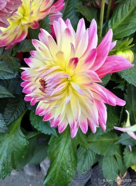 2025台北杜鵑花季系列(二) 大理花篇( Dahlia at Daan forest park), Taipei, Taiwan, SJKen , Feb 28, 2025.