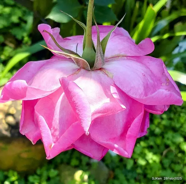 2025花博園區新生公園台北玫瑰園花展(2025 Annual Taipei Rose Garden festival), Mar 14 ~ Apr.13, 2025, Taipei, Taiwan, SJKen.