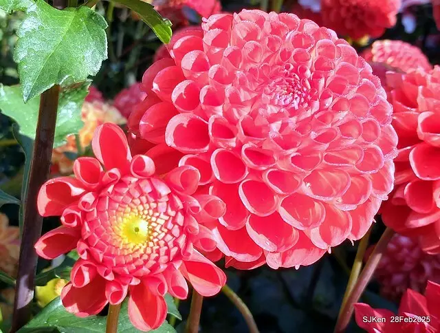 2025台北杜鵑花季系列(二) 大理花篇( Dahlia at Daan forest park), Taipei, Taiwan, SJKen , Feb 28, 2025.