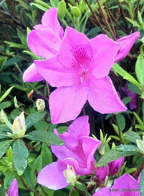 2025.02.28       2025 台北杜鵑花季--- 杜鵑花篇(2025 Tapei Azalea festival at Daan forest park), Taipei, Taiwan, Feb 28,2025, SJKen