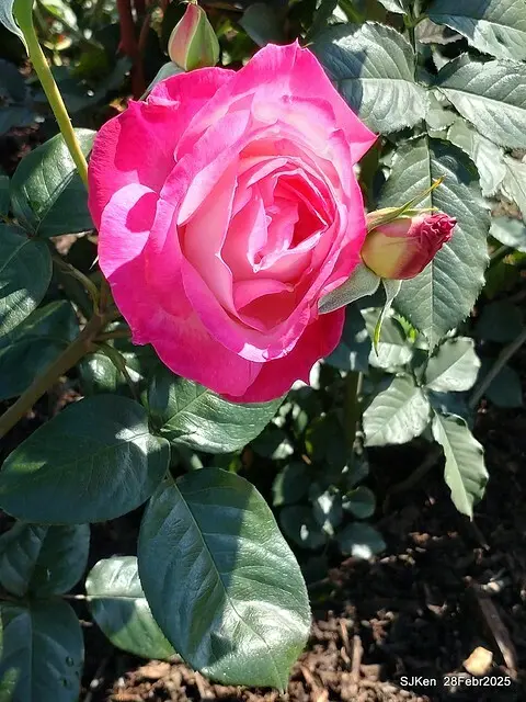 2025花博園區新生公園台北玫瑰園花展(2025 Annual Taipei Rose Garden festival), Mar 14 ~ Apr.13, 2025, Taipei, Taiwan, SJKen.