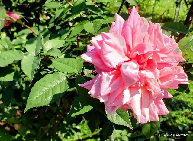 2025花博園區新生公園台北玫瑰園花展(2025 Annual Taipei Rose Garden festival), Mar 14 ~ Apr.13, 2025, Taipei, Taiwan, SJKen.