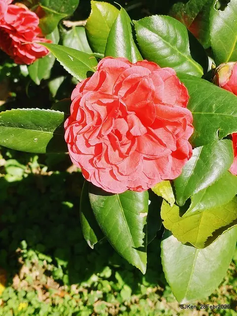 2025花博園區新生公園台北玫瑰園花展(2025 Annual Taipei Rose Garden festival), Mar 14 ~ Apr.13, 2025, Taipei, Taiwan, SJKen.