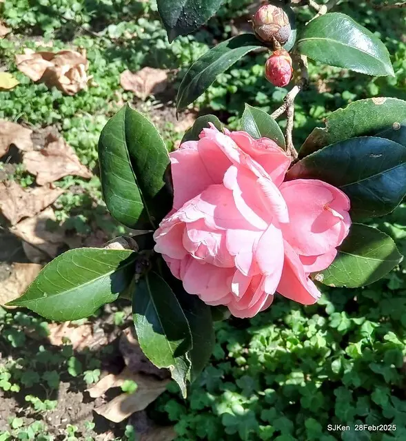 2025花博園區新生公園台北玫瑰園花展(2025 Annual Taipei Rose Garden festival), Mar 14 ~ Apr.13, 2025, Taipei, Taiwan, SJKen.