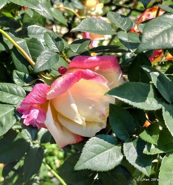 2025花博園區新生公園台北玫瑰園花展(2025 Annual Taipei Rose Garden festival), Mar 14 ~ Apr.13, 2025, Taipei, Taiwan, SJKen.