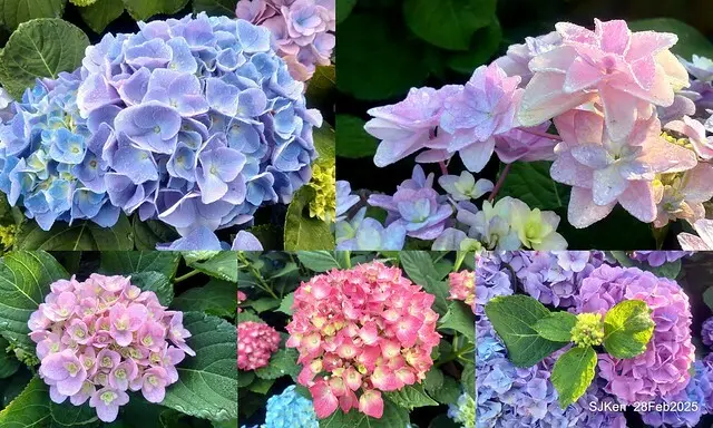 2025台北杜鵑花季「心花開、森不息」主題系列(三) 繡球花篇((Hydrangeas exhibition at Da-An forest park), Taipei,Taiwan, SJKen, Feb 28, 2025.