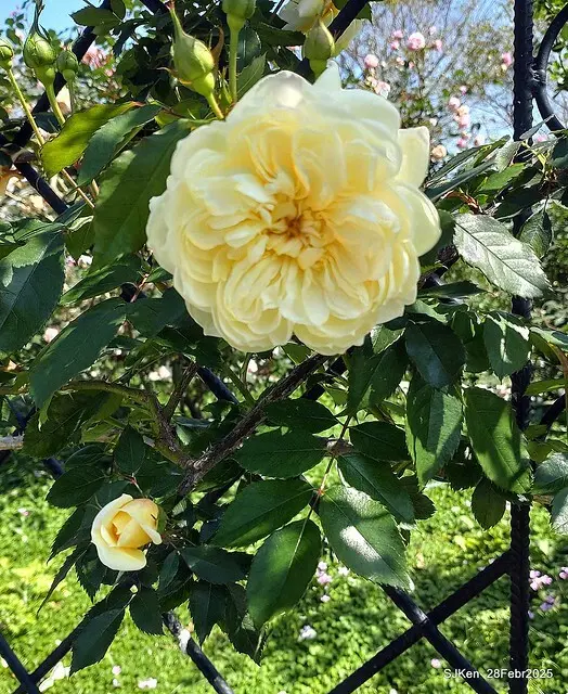 2025花博園區新生公園台北玫瑰園花展(2025 Annual Taipei Rose Garden festival), Mar 14 ~ Apr.13, 2025, Taipei, Taiwan, SJKen.